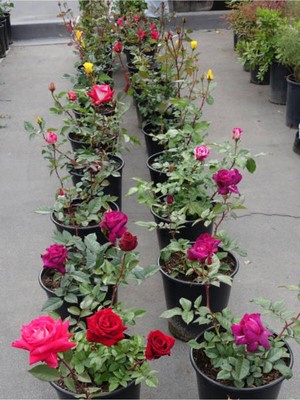 Frefly Store Nura Botanik Aşılı Kokulu Gül, 25-60 Cm, 5 Adet, Pembe, Kırmızı, Turuncu, Beyaz, Sarı
