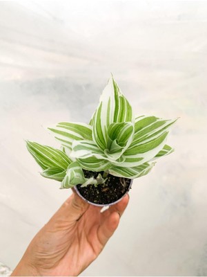 Frefly Store Gardenbox Beyaz Alacalı Telgraf Çiçeği Tradescantia Albiflora, 5-15CM, Çiçekli Bodur Sukulent