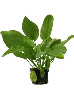 Echinodorus Schlueteri Saksı Canlı Bitki