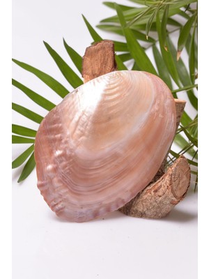 Sedef Taşı Tabak - Deniz Kabuğu - 13 cm
