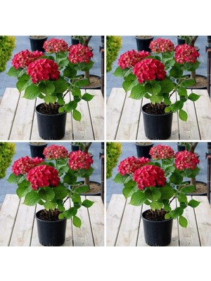Die Grup Videolu 4 Adet Kırmızı Çiçekli Ortanca Fidanı 30-60 cm Tüplü Çiçekli Bodur Bitkiler Red Hydrangea