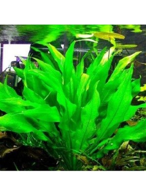 Die Grup Echinodorus Bleheri Saksı Canlı Bitki