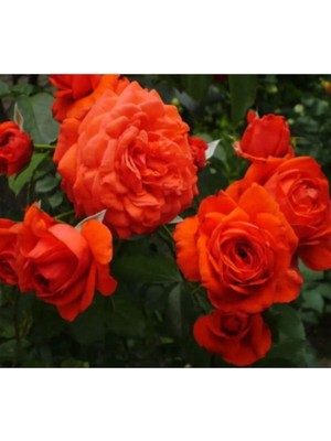 Die Grup Nura Botanik Nar Çiçeği Gül Fidanı, Kokulu, 3 Adet Saksılı, 50-90 cm