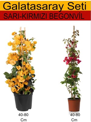 Esranın Dünyası Takım Seti Sarı Begonvil+ Kırmızı Begonvil Dış Mekan Bitkileri, BTSNU08042402