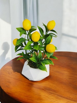 Alshop Beton Saksıda Prizma Saksıda Gerçek Taş Yosunu Limon Ağacı Mutfak Ünite Süsü