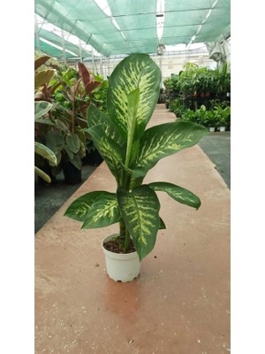 Difenbahya Bitkisi (Dieffenbachia Tropic Snow), 60-80 Cm, Salon ve Iç Mekan Bitkisi