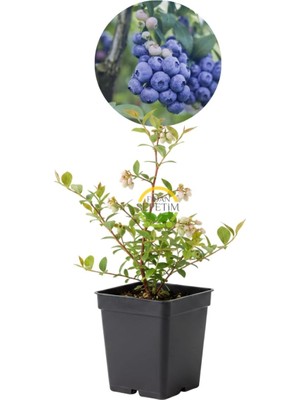 2 Yaş Sunshine Blue Çeşiti Yaban Mersini Fidanı