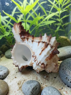 Hureggo Doğal Dikenli Murex Deniz Kabuğu Akvaryum ve Ev Dekoru (8 Cm)