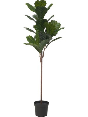 IKEA Modern Yeşil Yapay Bitki 19 cm - Dekoratif Ev Bahçe Ofis Süs Bitki - Gerçekçi Doğal Görünüm - Bakım Gerektirmez