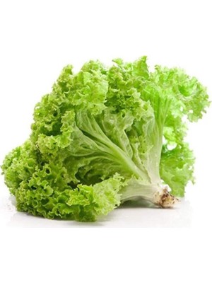 Royaleks Yazlık Kıvırcık Marul Tohumu 10 gr