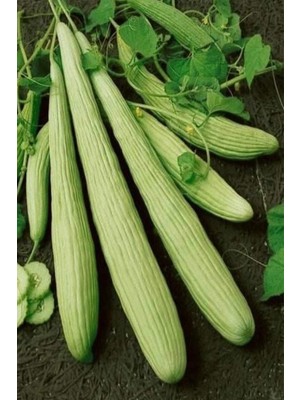 Royaleks Acur Tohumu 10 gr