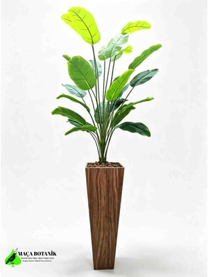 Maça Botanik Yapay Starliçe Bitkisi Ahşap Saksılı 150 cm