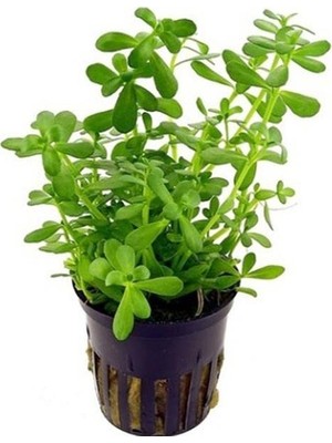 Bacopa Monnieri Saksı- Canlı Bitki