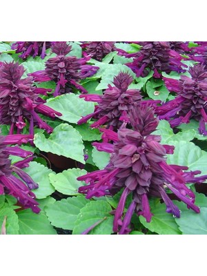 AKS Mor Ateş Çiçeği - Salvia F1 Tohumu (30 Tohum)