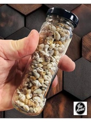 AKS Nassa Shell Gerçek Minik Deniz Kabukları Ort. 250 Adet - Deliksiz - (0,30-1,50 Mm)