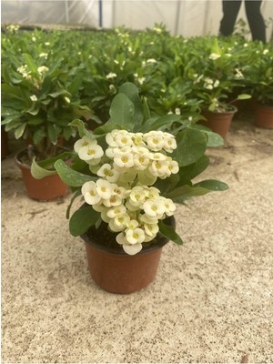 Nura Botanik Dikenler Tacı Beyaz Çiçekli Saksılı Kaktüs Euphorbia, 15-45 cm