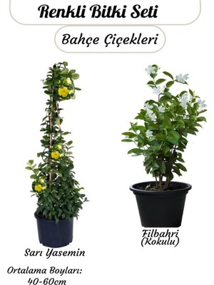2’li Çiçek Seti Saksılı– Sarı Yasemin & Filbahri (30-50CM Boy Aralığı)