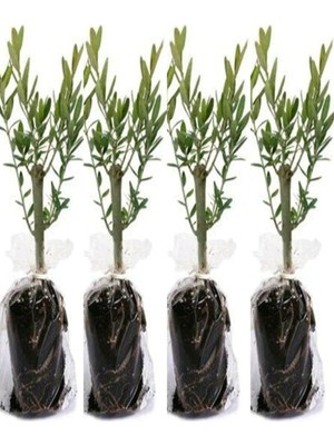 AKS Nura Botanik Zeytin Fidanı 30-40 cm Tüplü, 10'lu Set, Iç Mekan Bitkileri