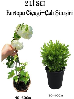Beyaz Kartopu ÇIÇEĞI(VIBURNUM)40-60CM +Çalı Şimşiri 2'li Set Saksılı Bahçe Bitkisi, BTS001NA0910