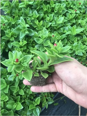 Videolu Pembe Buz Çiçeği Fidesi 40 Adet Saksılı/tüplü 5-10 cm Yer Örtücü Bitki (Delosperma)