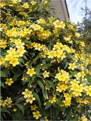 Videolu Kokulu Sarı Yasemin Fidanı 1 Adet Saksılı/tüplü 100-120CM (Yellow Jasmine Flower)