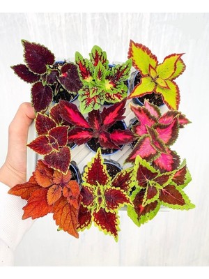 Mini Saksıda 9lu Mix Coleus Yaprak Güzeli Seti, BTSR433