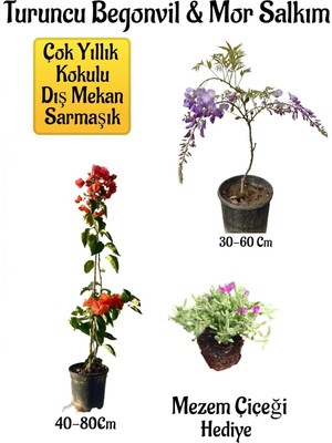 AKS Gardenbox Turuncu Begonvil Çiçeği, Mor Salkım Ağacı Fidanı, Mezem Çiçeği Hediyeli Bahçe Peyzaj Seti