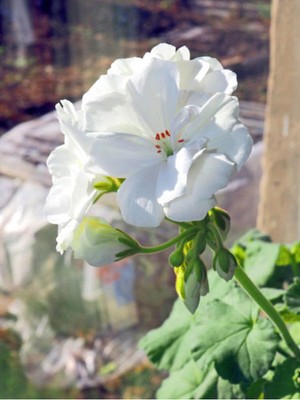 Nura Botanik Beyaz Sardunya Çiçeği, 15-25 cm Saksılı, Geranium