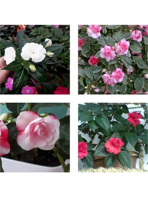 Gardenbox 2'li Karışık Renk Katmerli Cam Güzeli Çiçeği, 10-15 cm Mini Saksıda, Çiçekli Bodur Yeni Gine