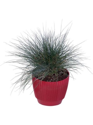 Nura Botanik Mavi Çim Saksı'da (Festuca Glauca), 10-20 Cm, 1,5 Litre, Çok Renkli