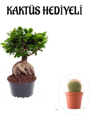 AKS Hediyelik Bonsai Bitkisi Sevgililer Gününe Özel Kaktüs Hediyeli, BTS001NA2916