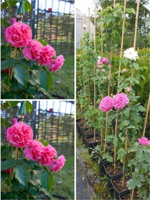 Bitkim Sende Sarmaşık Mis Kokulu Pembe Gül Fidanı, 3 Adet Saksılı, 40-65 Cm, Climbing Pink Rose