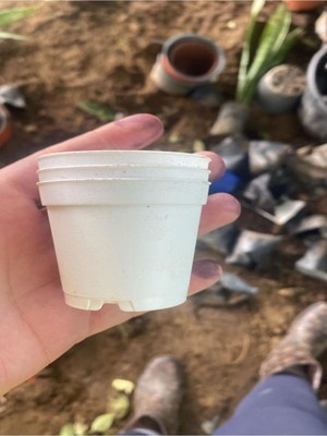 Bitkim Sende Katı Plastik Sukulent Saksısı, 10 Adet, Beyaz, 5.5 cm