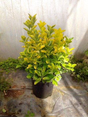 AKS Gardenbox Gold Taflan, 10 Adet, Büyük Boy 40-50 Cm, Sarı