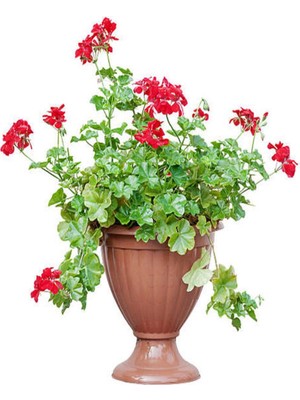Nura Botanik Kırmızı Sakız Sardunya, 30-50 Cm, 1 Adet Saksılı Çiçekli Bodur Bitki, Geranium