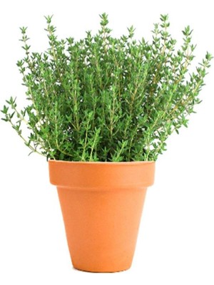 Gardenbox Keskin Kokulu 5 Adet Kekik Fidanı 20-30CM Saksılı (Thyme)