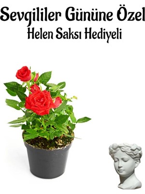 Kadınlar Gününe Özel Hediyelik Kırmızı Renk Gül Fidanı Helen Saksı Hediyeli, BTS001NA0347