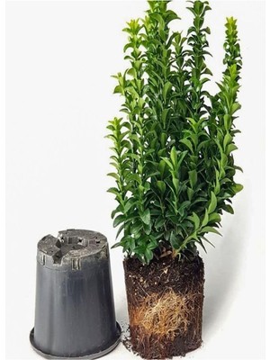 Nura Botanik Yeşil Çıtır Taflan Çiçeği Fidanı, 1 Adet Saksılı, 20-40 Cm, Çit Bitkisi (Prunus Laurocerasus)