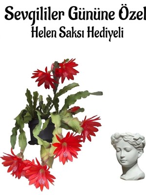 Kadınlar Gününe Özel Kırmızı Renk Yılbaşı-Kaktüsü Çiçeği Helen Saksı Hediyeli, BTS001NA0349