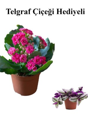 AKS Serada Decor & Plant Pembe Kalanşo Çiçeği, Telgraf Hediyeli, Kadınlar Gününe Özel