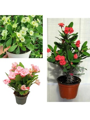 AKS Nura Botanik 3'lü Karışık Renk Dikenler Tacı Çiçeği, 10-20 Cm, Tüplü Bodur Bitkiler, Euphorbia Milli