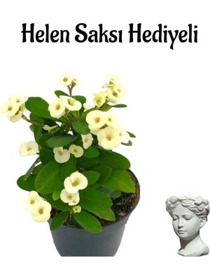 Gardenbox Helen Beyaz Milii Dikenler Tacı Çiçeği, Saksı Hediyeli
