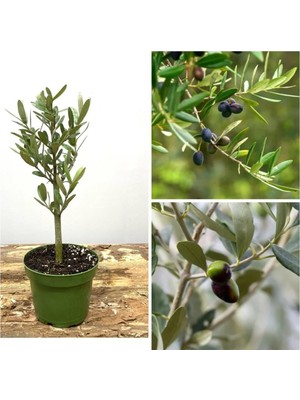 AKS Serada Decor & Plant Bonsai Zeytin Fidanı, 20-30 Cm, Tüplü, Olive Sapling
