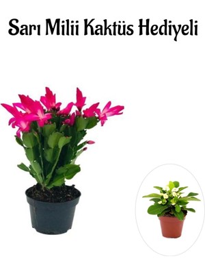 AKS Serada Decor & Plant Pembe Renk Yılbaşı Çiçeği, Sarı Milii Kaktüs Hediyeli