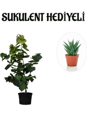 AKS Nura Botanik Harika Kokulu Mor Leylak Fidanı, Sukulent Hediyeli
