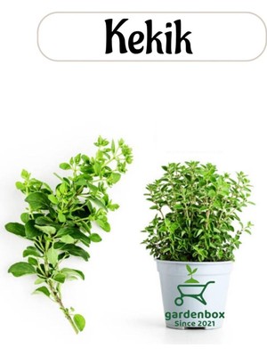 Aromatik Bitki Kekik Fidesi 1 Adet Saksılı 20-30CM (Thymus)
