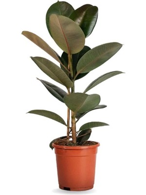 Nura Botanik Dekoratif Saksılı Ficus Elastica Midi Boy Kauçuk Çiçeği, 20-45CM, 1 Adet