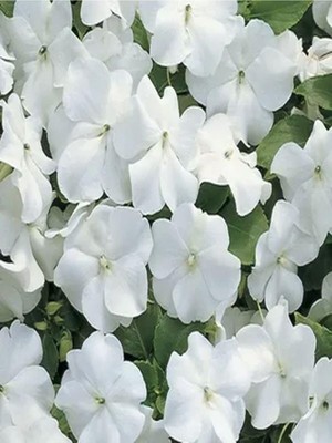 AKS Gardenbox Beyaz Cam Güzeli Fidanı, 10-30CM, Tüplü, Çiçekli Bodur Bitki