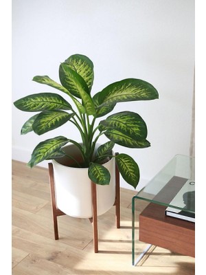 AKS Gardenbox Dieffenbachia Tropik Snow Canlı Iç Mekan Bitkisi, 40-60 cm