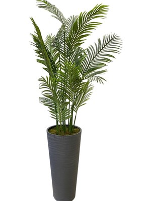 Cihan Çiçekçilik Areka 15 Yaprak 200 Cm 70x35 Özel Tasarım Saksı